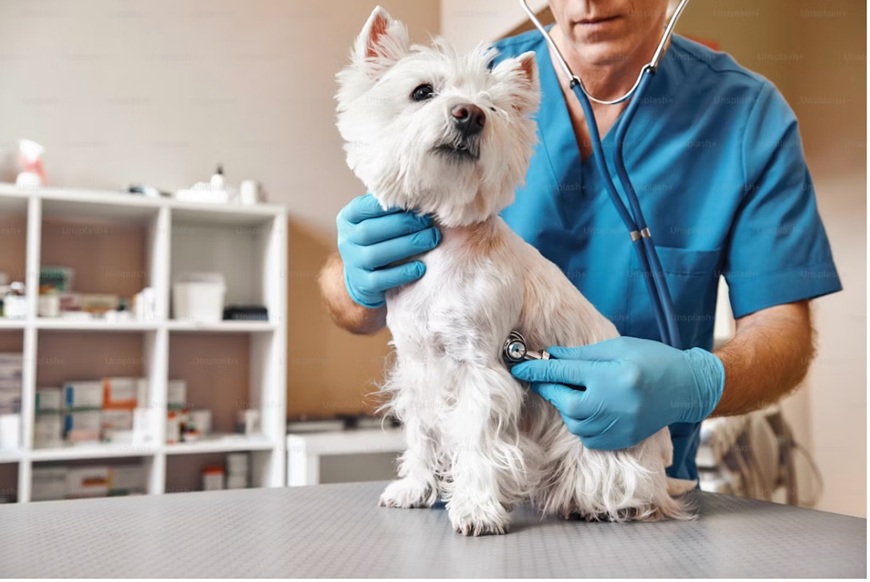 Veterinario visita un cane in ambulatorio a Bologna